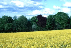 Ardea London: OIL-SEED RAPE - yellow, in field