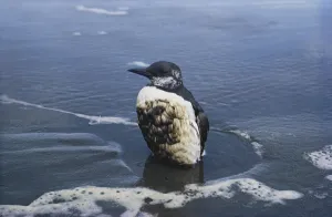 Soaked: Oil-Soaked Auk