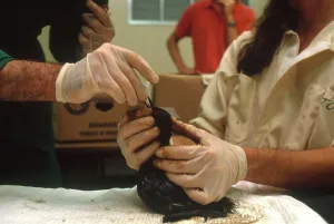 Soaked: Oil-soaked Bird