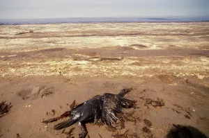 Oily: Oil-soaked Bird