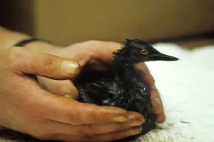 Coated: Oil-soaked Bird