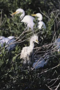 Contamination: Oil-Soaked Egret