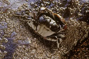Soaked: Oil-soaked Shore Crab