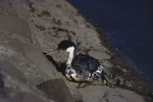 Contamination: Oil-Soaked Western Grebe