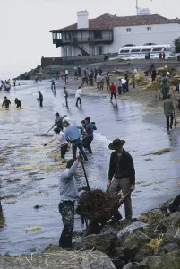 1976: Oil Spill Cleanup, San Francisco