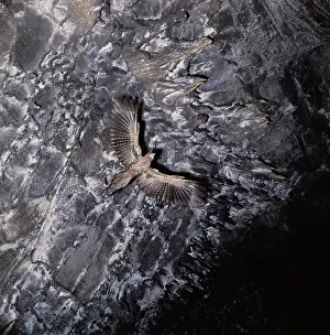 Caripensis: Oilbird flying in cave