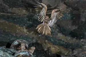Oilbird: Oilbird, flying, Cueva de los Guacharos National