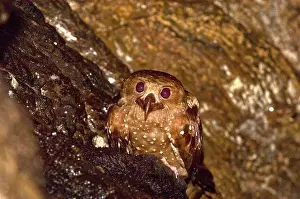 Caripensis: Oilbird - on ledge