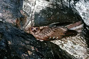 Caripensis: Oilbird in its nest