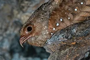 Oilbird: Oilbird, on nest, Cueva de los Guacharos National