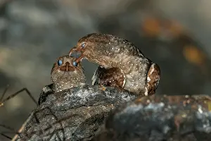Oilbird: Oilbird, on nest, Cueva de los Guacharos National