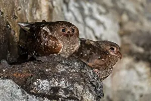 Oilbird: Oilbird, on nest, Cueva de los Guacharos National