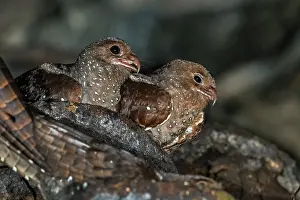 Oilbird: Oilbird, on nest, Cueva de los Guacharos National