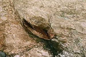 Gillean White: OILBIRD - nesting in cave