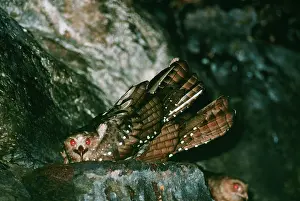 Gillean White: OILBIRD - nesting in cave