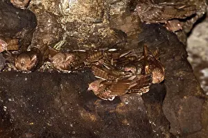 Ledges: Oilbirds - Part of colony roosting on ledges