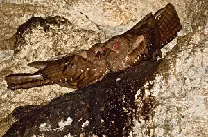 Caripensis: Oilbirds - sitting on ledge
