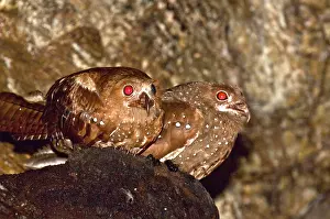 Caripensis: Oilbirds - sitting on ledge