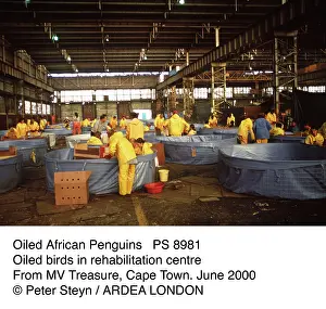 Victims: Oiled African Penguins