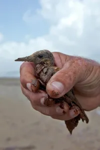 Slick: Oiled baby Tern