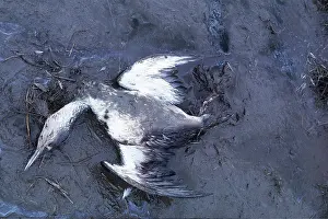 Loon: OILED bird - Red-Throated Diver / Loon