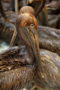 Barataria: Oiled Brown Pelicans