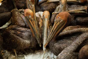 Oiled: Oiled Brown Pelicans