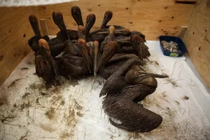 Oiled: Oiled Brown Pelicans