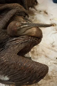 Oiled: Oiled Brown Pelicans