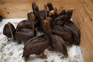 Oiled: Oiled Brown Pelicans