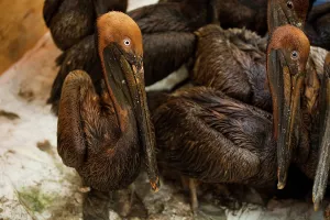 Rescue: Oiled Brown Pelicans