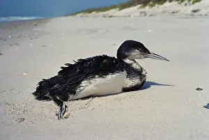 Cleanup: Oiled Common Loon