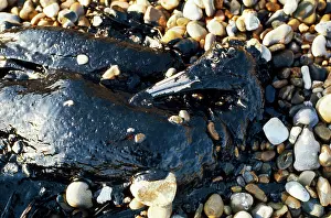 Victims: OILED GANNET, DEAD ON PEBBLES