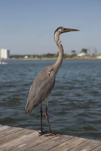 Herodias: Oiled Heron