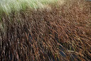 Deepwater: Oiled Marshland in Louisiana