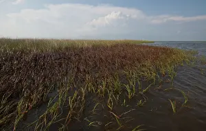 Deepwater: Oiled Marshland in Louisiana