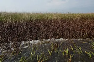 Deepwater: Oiled Marshland in Louisiana