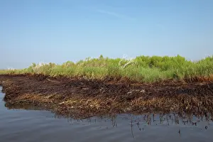 Fishery: Oiled Oysters and Grasses