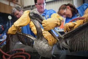 Cleaned: Oiled Pelican being Cleaned
