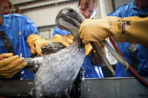 Cleaned: Oiled Pelican being Cleaned