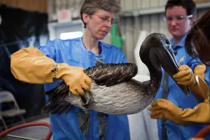 Cleaned: Oiled Pelican being Cleaned