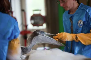 Rescue: Oiled Pelican being Cleaned