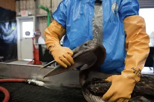 Rescue: Oiled Pelican being Cleaned