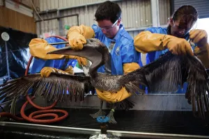 Rescue: Oiled Pelican being Cleaned