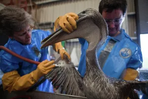 Rescue: Oiled Pelican being Cleaned