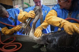 Rescue: Oiled Pelican being Cleaned