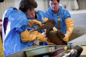 Rescue: Oiled Pelican being Cleaned