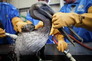 Rescue: Oiled Pelican being Cleaned