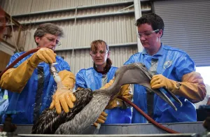 Rescue: Oiled Pelican being Cleaned