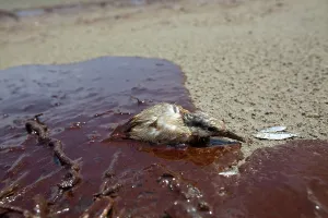 Slick: Oiled tern on Grand Island
